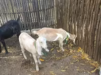 Echki, Nubian Goat — 3-rasm