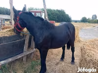 母马, Percheron — 照片 4