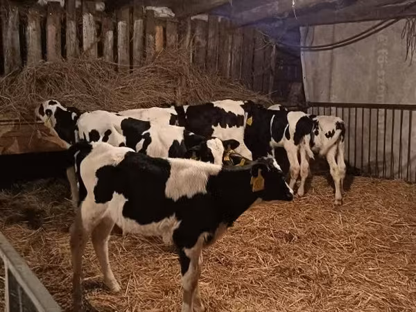 公牛, Russian Black pied cattle