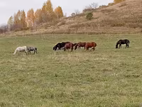 Pastuv, New Altai Horse — fotografija 4