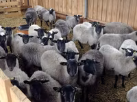 Ovan, Romanov sheep — fotografija 5