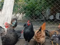 Chickens — 写真 3