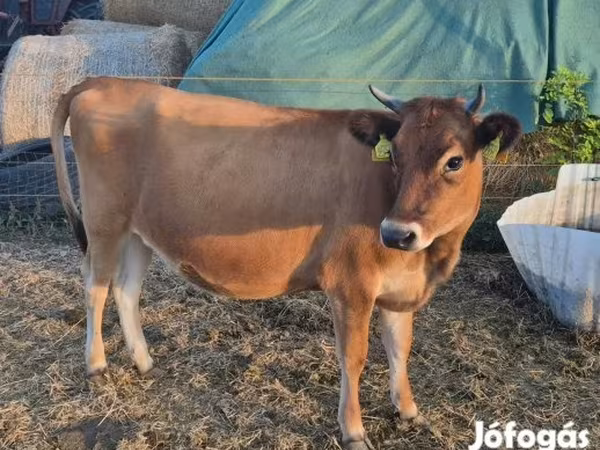 गाय, जर्सी नस्ल