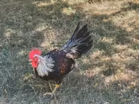 Chickens — Foto 2