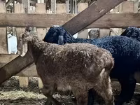Ovan, Baerchuke sheep — fotografija 2