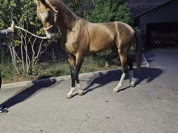 Pastuv, Akhal-Teke