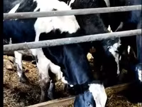 Krava, Yaroslavl cattle — fotografija 1