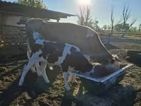 Krowa, Simmental cattle — zdjęcie 2