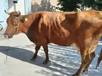 Krava, Red Estonian cattle — fotografija 1