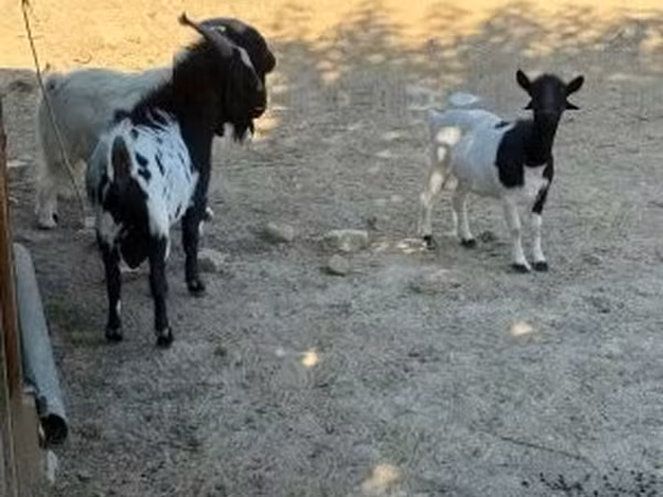 Коза, Dutch Landrace goats