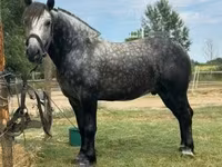 Cavalo, Cavalos — foto 3