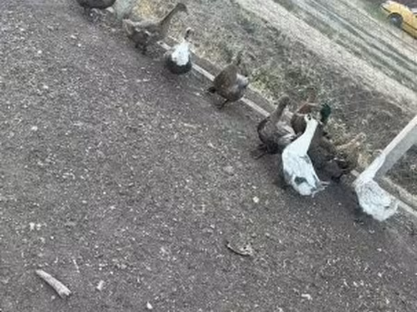Ducks