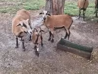 Bélier, Cameroon sheep — photo 1