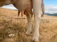 Cow, Simmental cattle — photo 5