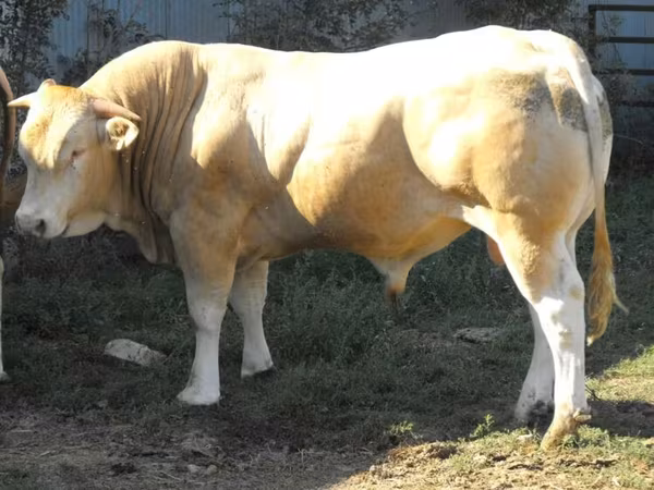 सांड, Blonde d’Aquitane cattle