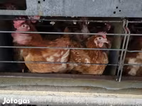Chickens — 照片 3