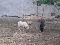 Bélier, Merino sheep — photo 3