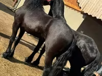Pastuv, Friesian — fotografija 1