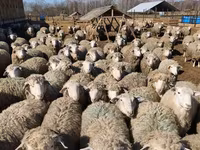 Ovan, Kuibyshev sheep — fotografija 4