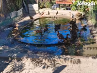Ducks — Foto 4