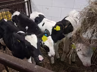 Byk, Russian Black pied cattle — zdjęcie 3