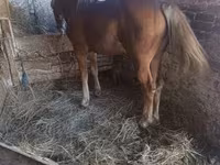 Caballo, Caballos — foto 1
