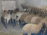 Brebis, Moutons — photo 3