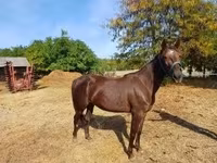 Кобила, Standardbred — фото 1