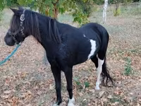 母马, Horses — 照片 2