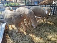 मेढ़ा, Ile-de-France sheep — फ़ोटो 5