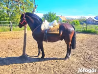 Caballo, Hungarian horse breed — foto 5