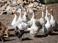 Geese — zdjęcie 2