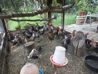 Gollandiya bantam — 7-rasm