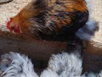 Pekin-Zwerg — Foto 5