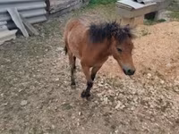 母马, Horses — 照片 4