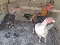 Chickens — fotografija 6