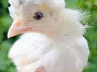 Chickens — fotografija 2