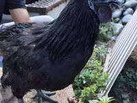 Brahma — fotografija 3