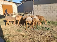 Ovce (partija, pol nije naveden), Merino sheep — fotografija 4