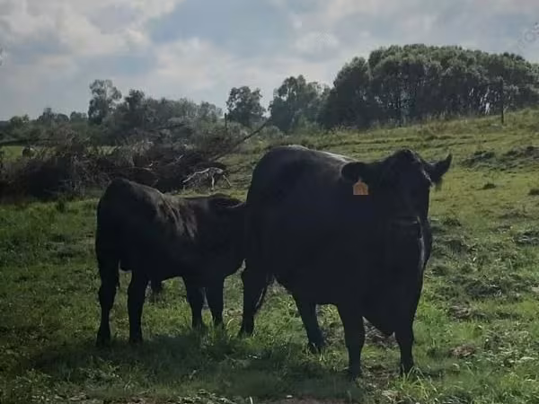 Корова, Swiss cattle