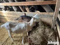 बकरी, Alpine goat — फ़ोटो 2