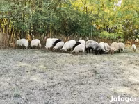 Ovca, Racka sheep — fotografija 3