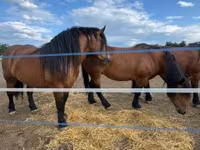 母马, Horses — 照片 6