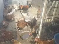 Chickens — फ़ोटो 2