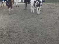 Krava, Russian Black pied cattle — fotografija 2