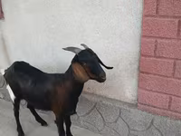 Koza, Nubian Goat — fotografija 3
