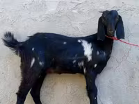Koza, Beetal goats — fotografija 2