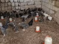 Chickens — fotografija 6