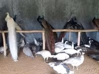 Chickens — Foto 1