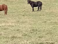 Pastuv, New Altai Horse — fotografija 5